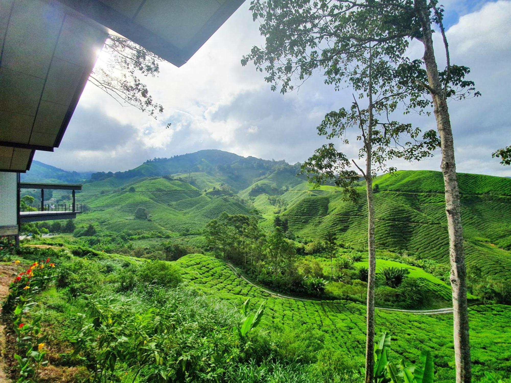 Mossy Forest Family Retreat Ii, 2-8 Pax, مرتفعات كاميرون المظهر الخارجي الصورة